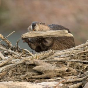 playlist-item-The Beavers for Borders Task Force