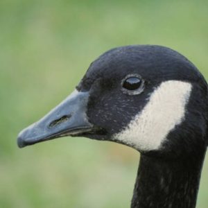 Tariffs don't work? PJ says - send in the Cobra Chickens!!