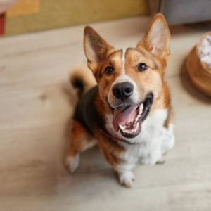 Good Boy, Lousy Shot