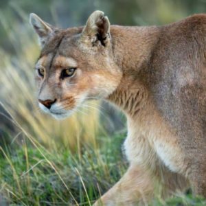 Jess Shares Her Fear of Cougars, Shawn Offers to Help