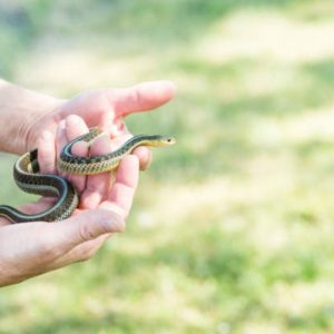 What Does a Snake Sneeze Sound Like?!