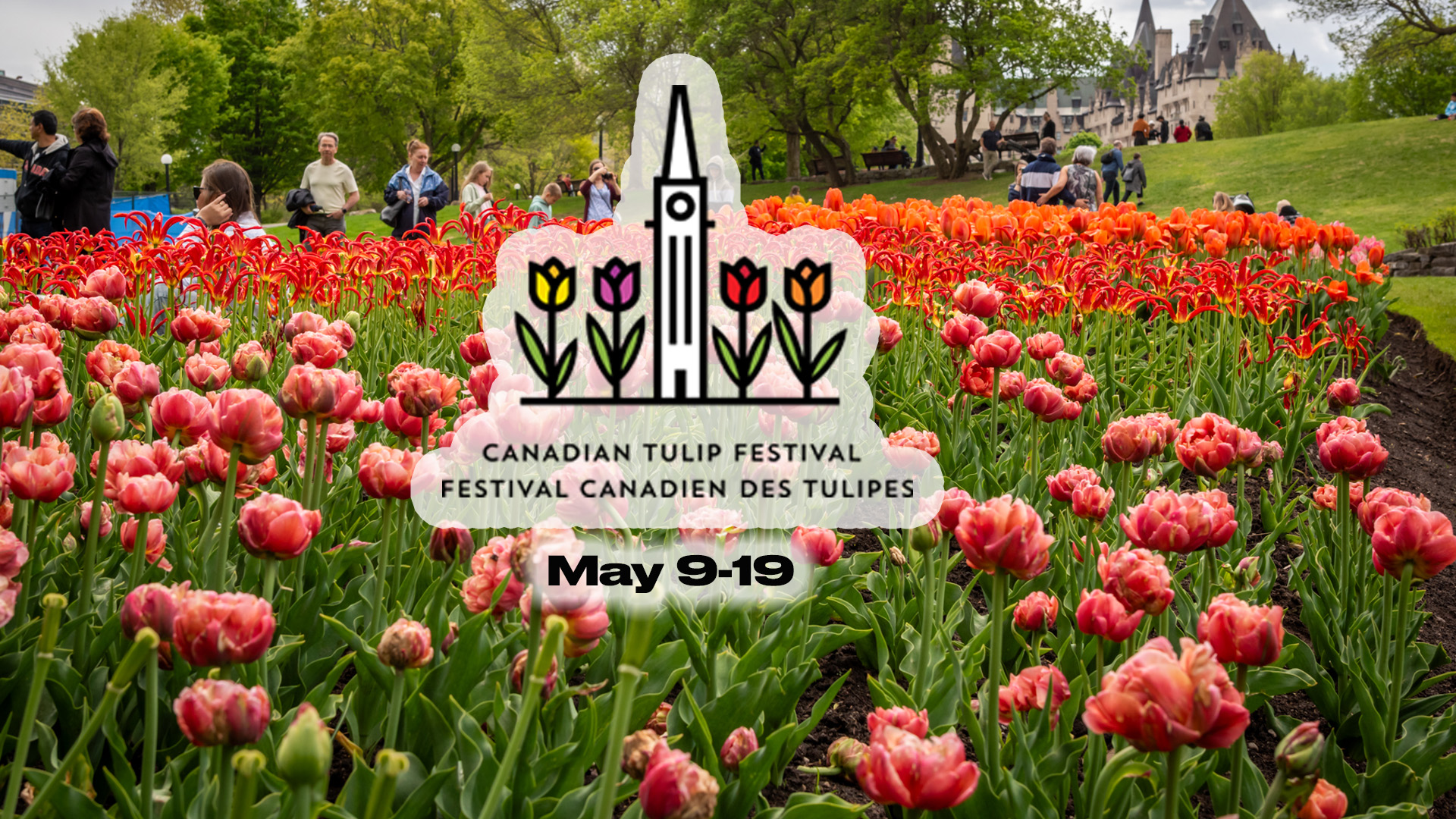 WIN Tulips From The Canadian Tulip Festival For Someone Special!