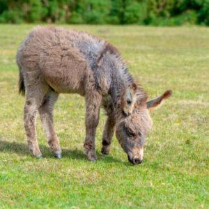 Mini Donkey's Thick Ass