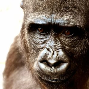 Could 100 Men Beat 1 Gorilla in a Fight?