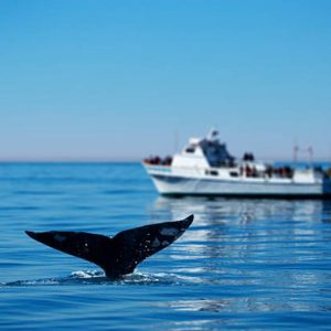 Whales Breaching!