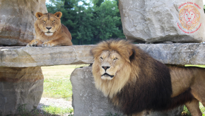 CHYM/JACK/COUNTRY - African Lion Safari Sound Clip