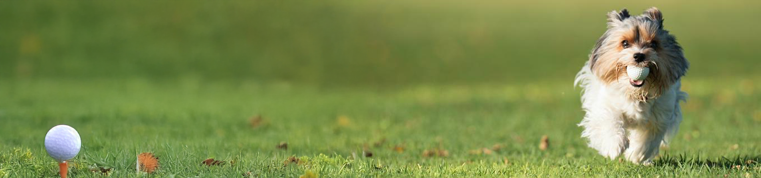 Putt for Pups