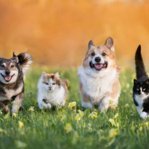 Does Your Pet Have a Secret Life?