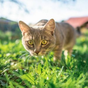 Are Cats Smarter Than People?