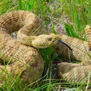 Rattlesnake Dog Encounter Advice