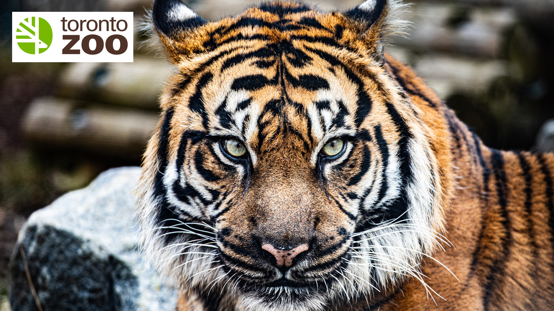 Win Passes to the Toronto Zoo
