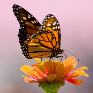Do Butterflies Have Paws?