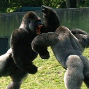 Arm Wrestler or Ape Who Wants to Fight