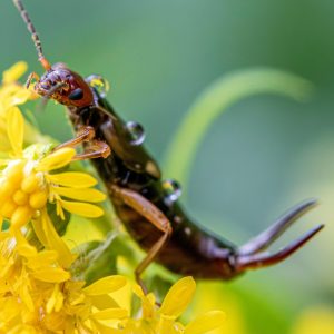You actually had an earwig...IN YOUR EAR?!?!