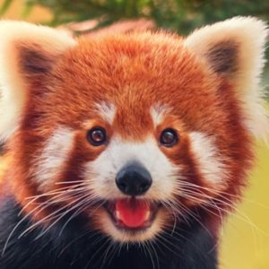 Animal Movies