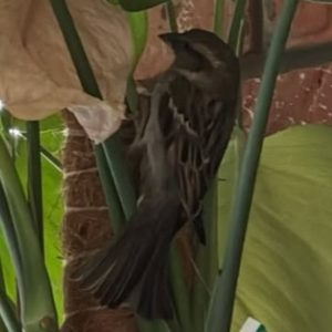 Animals Taking Over Your House?