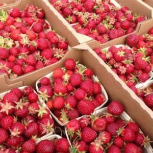 50 shades of Strawberries
