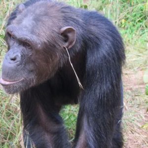 Monkey See Monkey Do