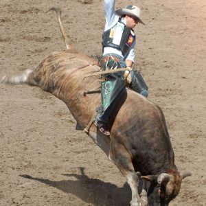 What would you do in the rodeo!?