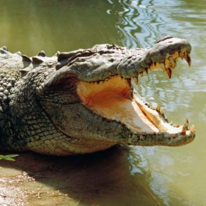 Pepper's Daughter Almost Eaten By A Crocodile