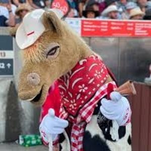 Harry The Horse swings by for 'Stampede News'