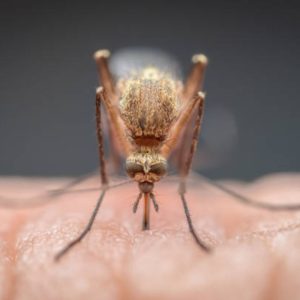 Is your blood type mosquitos favourited?