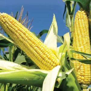 Corn Pirates: Fake Taber Corn in the Market
