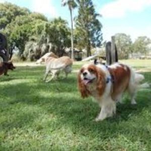 What to do when someone else's dog will *not* get off of your dog?