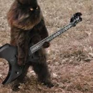 Pantera Sounds Like Cats Meowing