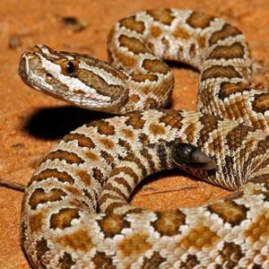 Joe and the Rattlesnake