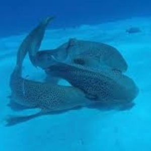 Only FINS !