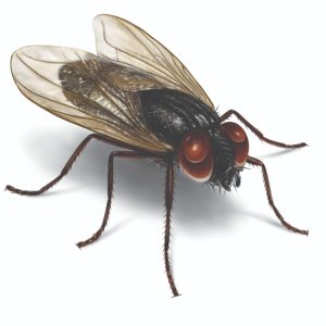 A Fly in the Studio