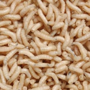 Maggots