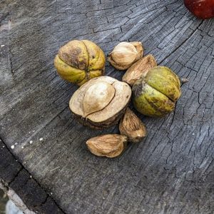 The Nuts are Coming to Get Us