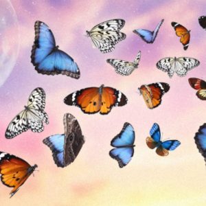 Do you wish you had 'butterflied around' a bit more?