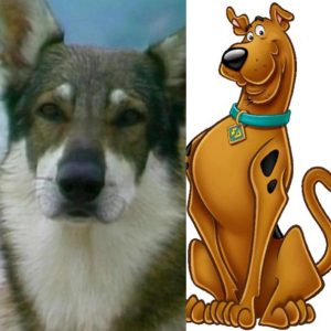 Who is the Best Dog Detective?