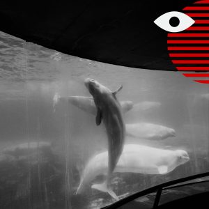 Will Marineland actually kill 30 beluga whales?
