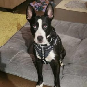 Robin welcomes her new doggo - "Dakota"