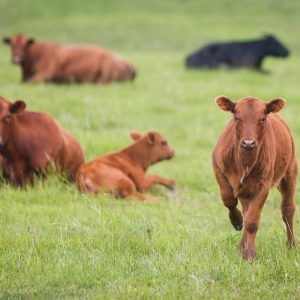 What Animal Do You Think You Could Out Run?