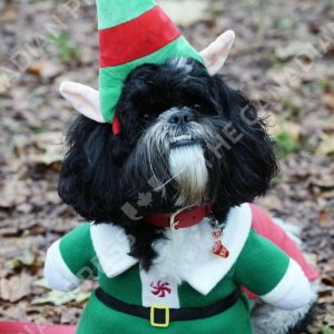 Should Dogs Be Allowed in Movie Theatres?