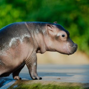 Hippo Facts