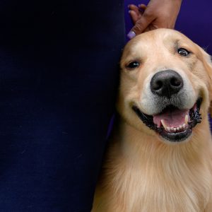 A Real Life Air Bud Situation