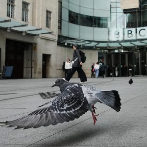 Pigeon Shooting Was An Olympic Sport!?!?