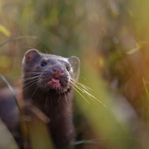 Finding A Mink In the Couch