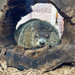 Groundhog Day Wrestling