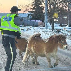 Runaway Ponies Snarl St. Albert Traffic!