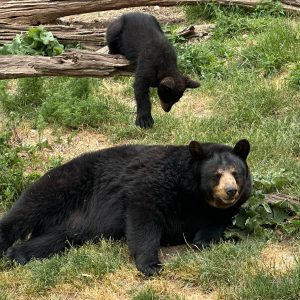 WYRW: Bear VS Exorcism