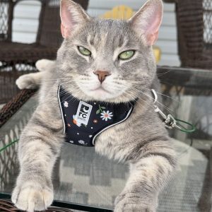 YOUR MOTHER IN LAW AND HER CAT DID WHAT??