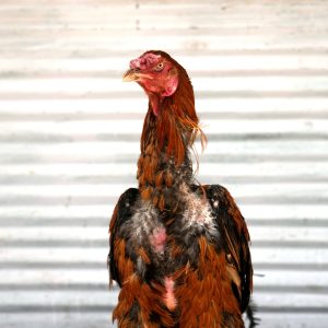 You'll Never Believe What This Guy Did to His Junk!!!