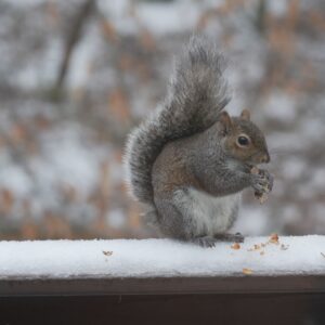 The Squirrels Are Vaping!